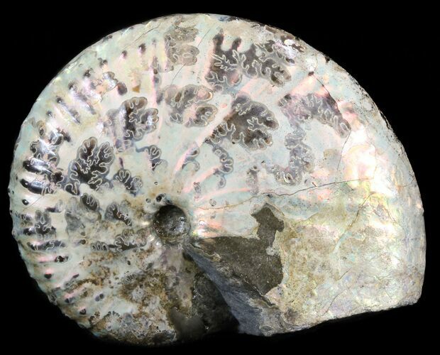 Iridescent Discoscaphites Ammonite - South Dakota #43923